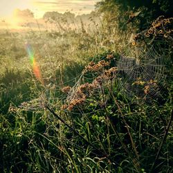 Close-up of spider web on plant at field