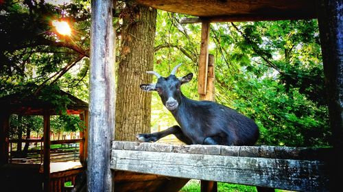 Portrait of horse on tree