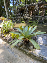 Close-up of plant growing in yard