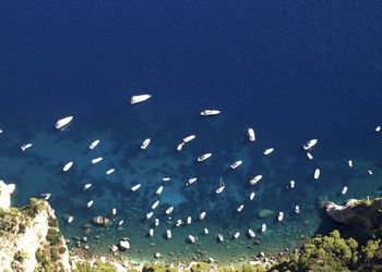 High angle view of birds swimming in sea