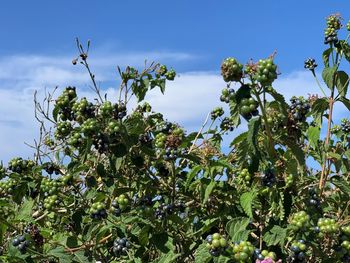 Low angle view of flowering plants against sky