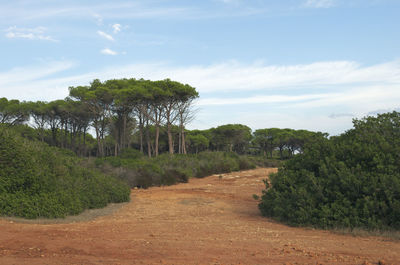 Road amidst trees on field against sky