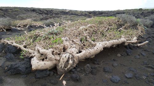 High angle view of driftwood on land