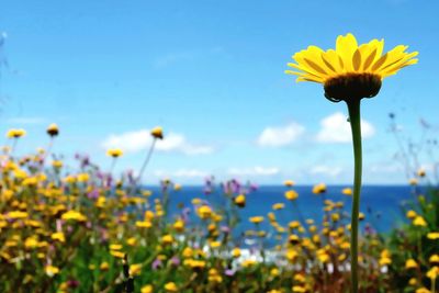 Close-up of yellow flowers on field against sky