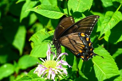 Close-up of butterfly pollinating on plant