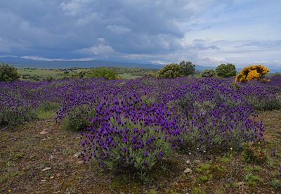 Purple flowering plants on field against sky