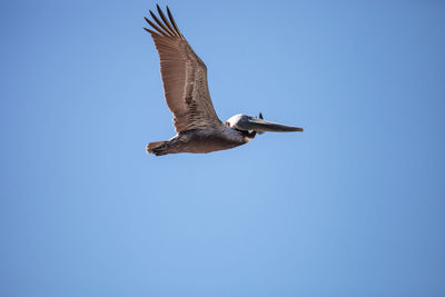 Low angle view of pelican flying against clear blue sky