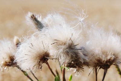 Close-up of wilted dandelion