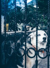 Close-up portrait of dog in cage