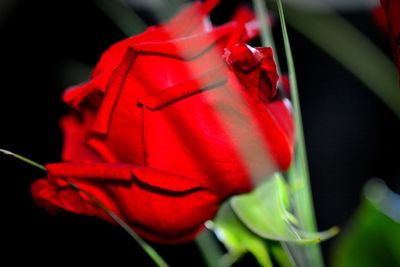 Close-up of red rose