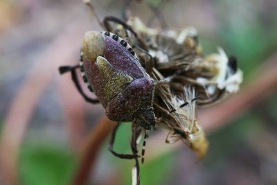 Close-up of wilted plant