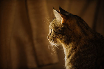 Close-up of tabby cat looking away while standing at home