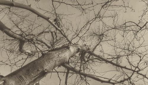 Low angle view of bare trees