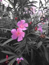 Close-up of pink flowers