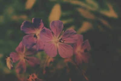 Close-up of flowers blooming outdoors