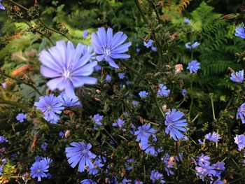 High angle view of purple flowering plants on field