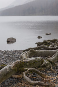 Driftwood on beach