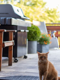 Cat on table by tree
