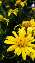 Close-up of yellow flower