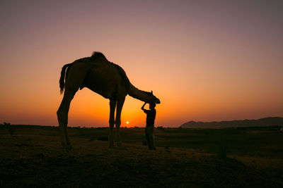 Silhouette person by camel at desert against orange sky