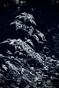 black and white