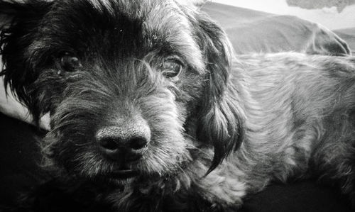 Close-up portrait of dog relaxing