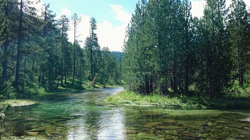 Scenic view of river amidst trees in forest against sky