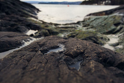 Close-up of crocodile on shore