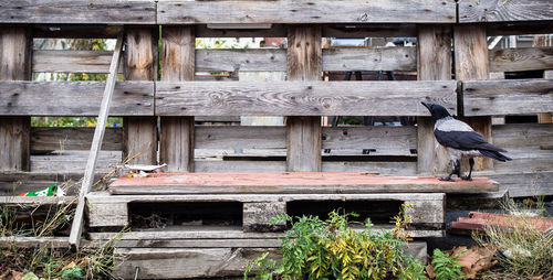 Bird perching on abandoned building