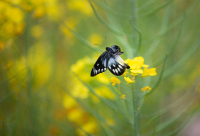 Close-up of bee pollinating on flower