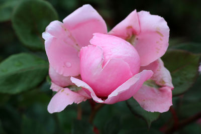 Close-up of pink rose