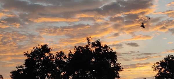 Low angle view of silhouette trees against orange sky