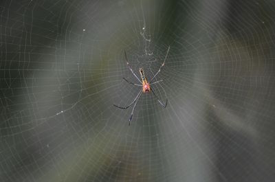 Spider on web