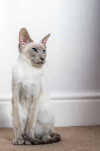 Cat sitting on floor at home