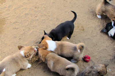 High angle view of dogs