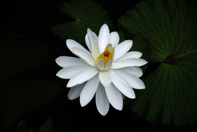 Close-up of white flowering plant