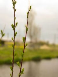 Close-up of plant against blurred background