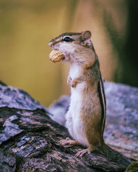 Close-up of a lizard on rock