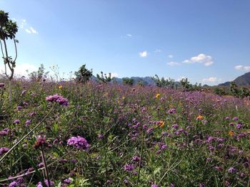 Flowers blooming on field against clear sky