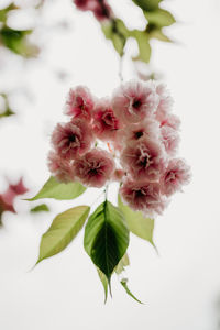 Close-up of pink cherry blossom