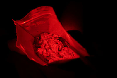 Close-up of red rose against black background