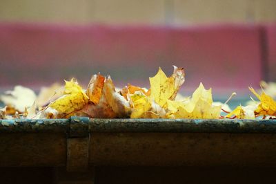 Surface level of autumnal leaves against blurred background