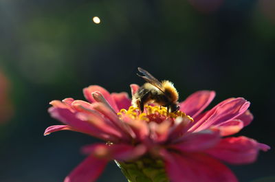 Close-up of bumblebee pollinating pink flower