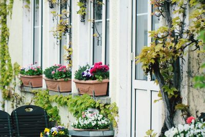 Potted plants outside house