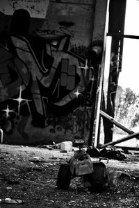 Close-up view of leaves