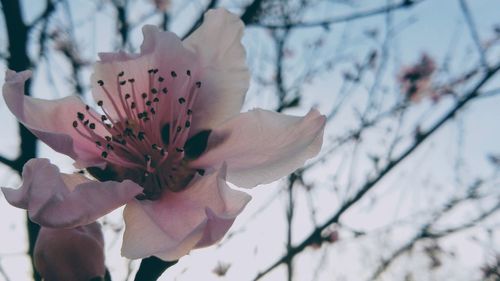 Close-up of pink cherry blossoms