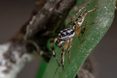 Close-up of spider on leaf