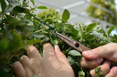 Hands binding wire in a hedgerow with pliers