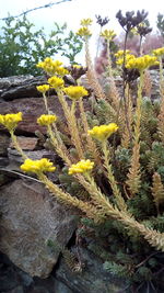 Close-up of yellow cactus plant against sky