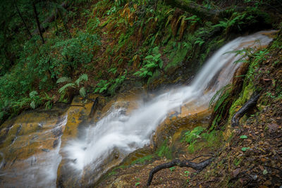 Scenic view of waterfall in forest